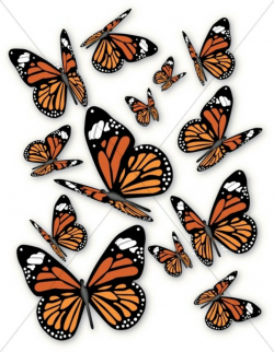 A bunch of Monarch Butterflies | Butterfly Clipart