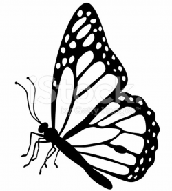 A vector illustration of a monarch butterfly side view in black and ...