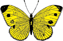 Yellow Butterfly clip art Free vector in Open office drawing svg ...
