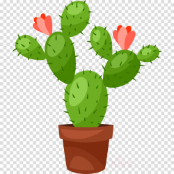 Cactus, Flower, Illustration, transparent png image & clipart free ...