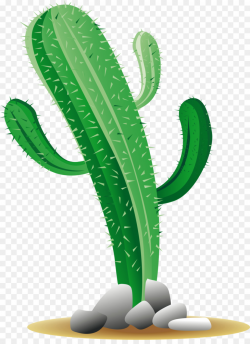 Cactaceae Plant png download - 2000*2722 - Free Transparent ...