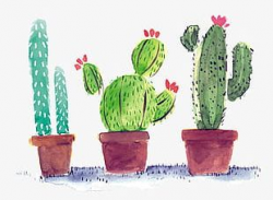 Watercolor Cactus PNG Images, Watercolor Cactus Clipart Free Download