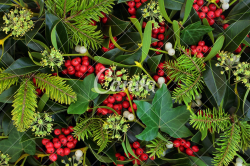 Winter Holly Ivy and Mistletoe Background - Photos by Canva