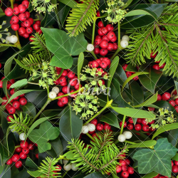 Christmas Holly Ivy and Mistletoe - Photos by Canva