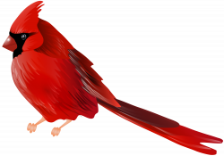 Cardinal Bird PNG Clip Art | Gallery Yopriceville - High ...