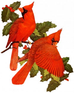 CHRISTMAS RED CARDINALS CLIP ART | Cardinals | Bird crafts ...