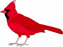 Cardinal Clipart Clipart | woodburning birds | Bird clipart ...