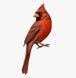 Bird St Louis Cardinals Northern Clip Art - Cardinal ...