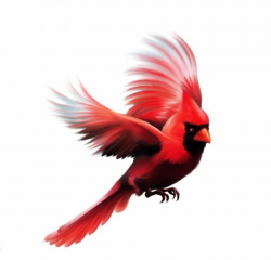 Cardinal clipart in flight, Cardinal in flight Transparent ...