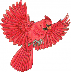 Cardinal clipart flying, Cardinal flying Transparent FREE ...