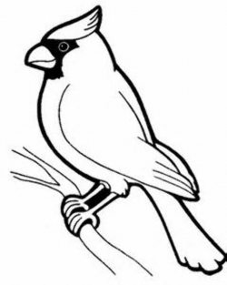 Image result for Cardinal Bird Template Printable | Bird ...