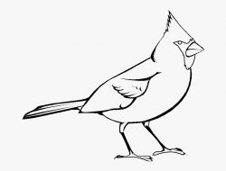 28 Collection Of Cardinal Clipart Black And White - Cardinal ...