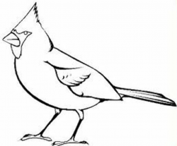 Cardinal Clipart | Free download best Cardinal Clipart on ...