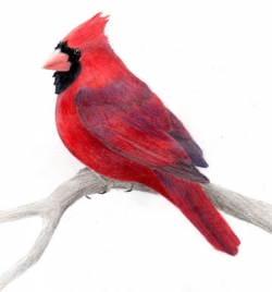 Free Cardinal Winter Cliparts, Download Free Clip Art, Free ...