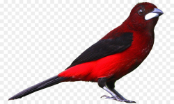 Bird Drawing Northern cardinal Clip art - Realistic Cliparts