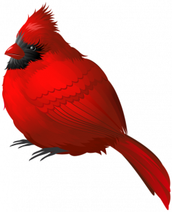 Cardinal clipart red bird, Cardinal red bird Transparent ...
