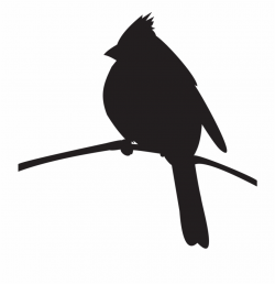 Northern Cardinal - Cardinal On A Branch Silhouette Free PNG ...