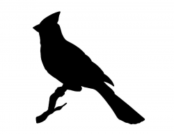 Nice cardinal silhouette | Bird silhouette, Bird outline ...