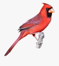 Download for free 10 PNG Cardinal clipart transparent ...