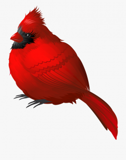 Red Winter Bird Png Clipart Image - Transparent Cardinal Png ...