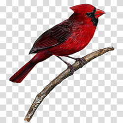 Red red red KIT, red cardinal bird transparent background ...