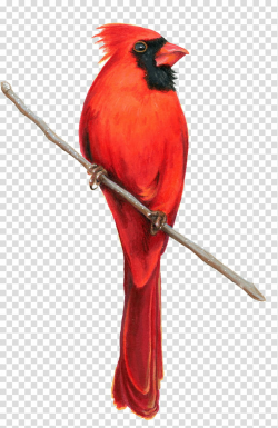 Northern cardinal illustration transparent background PNG ...