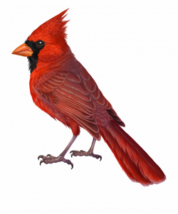 Download for free 10 PNG Cardinal logo transparent top ...