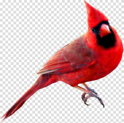 Bird St. Louis Cardinals Northern cardinal Swallow Symbol ...