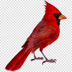 Cardinal Bird clipart - Tshirt, Bird, Shirt, transparent ...