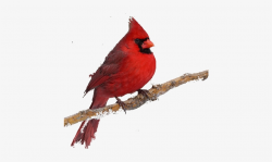 Cardinal - Cardinal With Transparent Background - Free ...