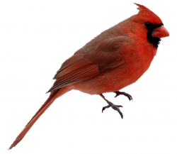 Cardinal Png & Free Cardinal.png Transparent Images #2420 ...