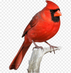 cardinal bird png svg free download - red cardinal ...