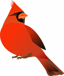 Cardinal clipart transparent background, Cardinal ...