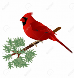 Winter Cardinal Clipart | Free download best Winter Cardinal ...