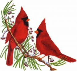 Cardinal clipart printable, Cardinal printable Transparent ...