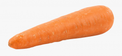 Fat Orange Carrot - 1 Carrot #2397670 - Free Cliparts on ...