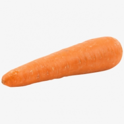 Fat Orange Carrot - 1 Carrot - Download Clipart on ClipartWiki