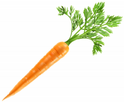 Fresh Carrot PNG Clip Art Image | Gallery Yopriceville ...