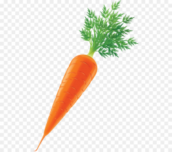 Carrot Cartoon clipart - Carrot, Illustration, Vegetable ...