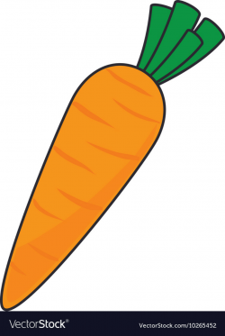 Carrot vegetable food