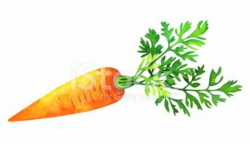 Watercolor Carrots Isolated on A White Background stock ...