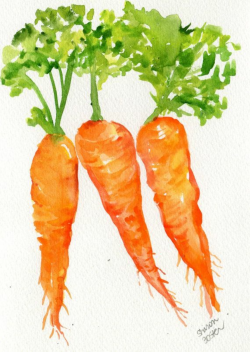 Carrots clipart watercolor, Carrots watercolor Transparent ...