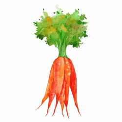watercolor bunch of carrots Clipart Image | +1,566,198 clip arts