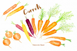 Watercolor Carrot Illustration ~ Illustrations ~ Creative Market