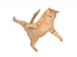 Cat Jump transparent PNG - StickPNG