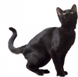 Black Cat PNG Free Download Vector, Clipart, PSD - peoplepng.com
