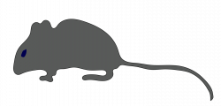 Rat Mouse Gerbil Rodent Cat free commercial clipart - Whiskers ...