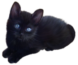 real cat clipart - image #22