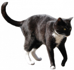 real cat clipart - image #11