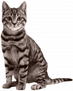 Real Cat Png & Transparent Images #3251 - PNGio